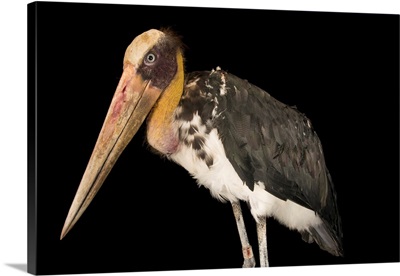 Lesser adjutant stork at Angkor Center for Conservation of Biodiversity