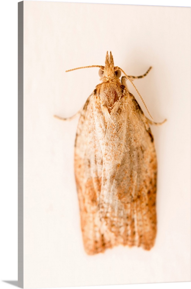 Light brown apple moth, Epiphyas postvittana, at Healesville Sanctuary.