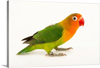 Lilian's or Nyasa lovebird, Agapornis lilianae, from a private collection