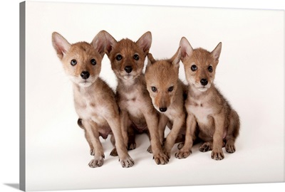 Lincoln, Nebraska. Coyote puppies, Canis latrans, at Nebraska Wildlife Rehab