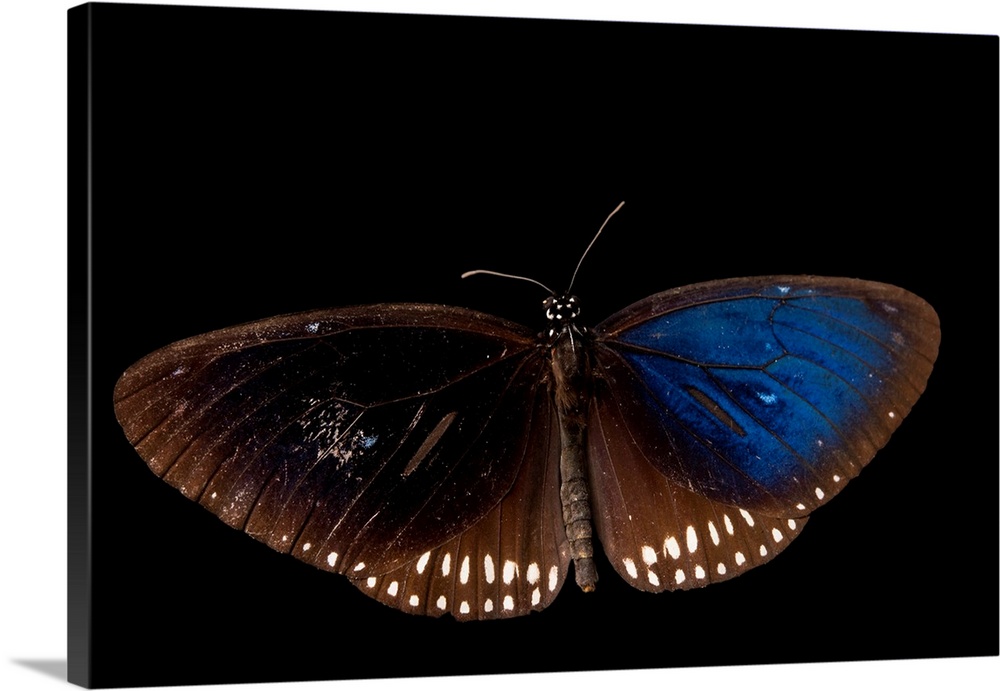 Crow butterfly, Euploea species, at Angkor Center for Conservation of Biodiversity.
