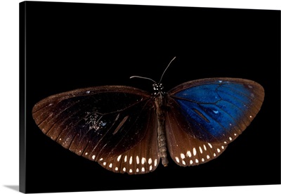 Long branded blue crow butterfly at Angkor Center for Conservation of Biodiversity