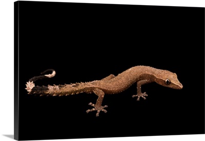 Madagascar Clawless Gecko, Ebenavia Inunguis, From A Private Collection