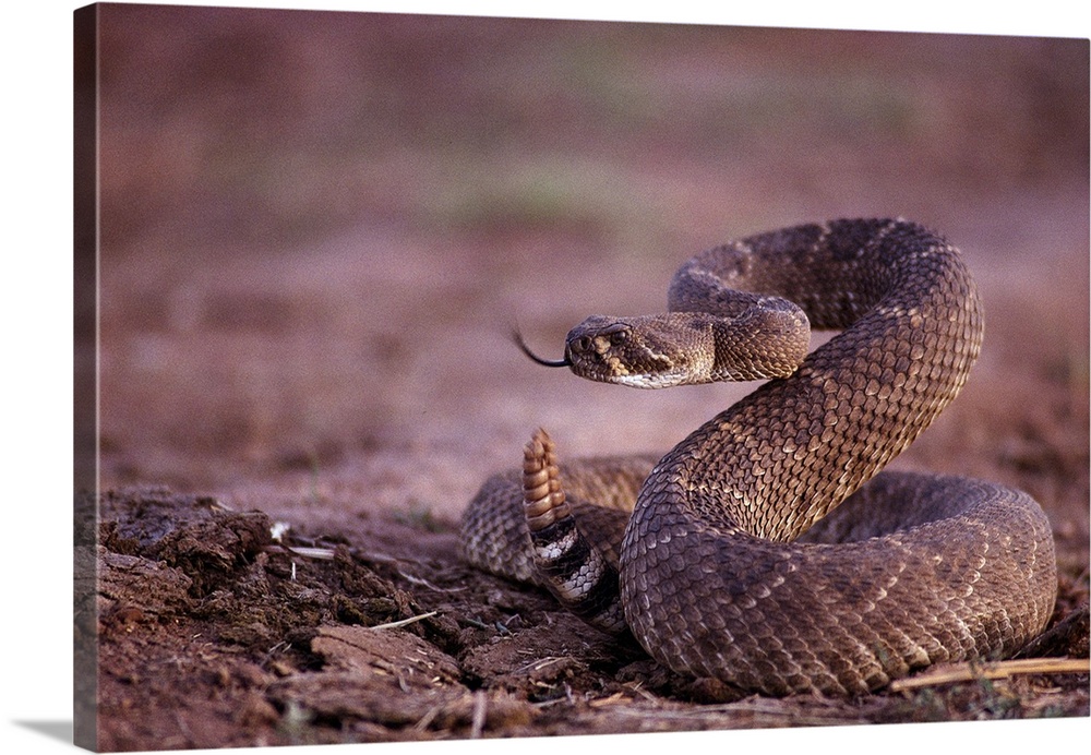 A Western diamondback rattlesnake, (Crotalus atrox)ready to strike.