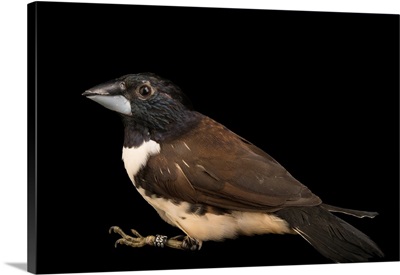 Magpie mannikin or magpie munia, Lonchura fringilloides, from a private collection