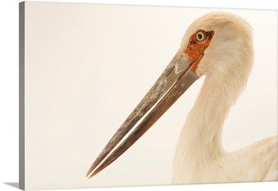 Maguari Stork, Ciconia Maguari, At The National Aviary Of Colombia