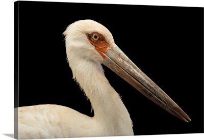 Maguari Stork, Ciconia Maguari, At The National Aviary Of Colombia