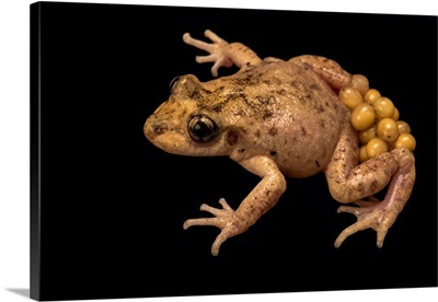 Majorcan or Mallorcan midwife toad carrying eggs on back legs at the London Zoo