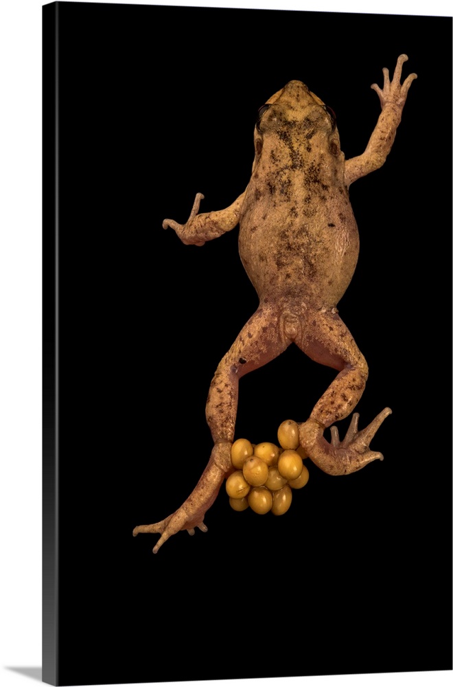 Majorcan or Mallorcan midwife toad, Alytes muletensis, carrying eggs on back legs at the London Zoo.