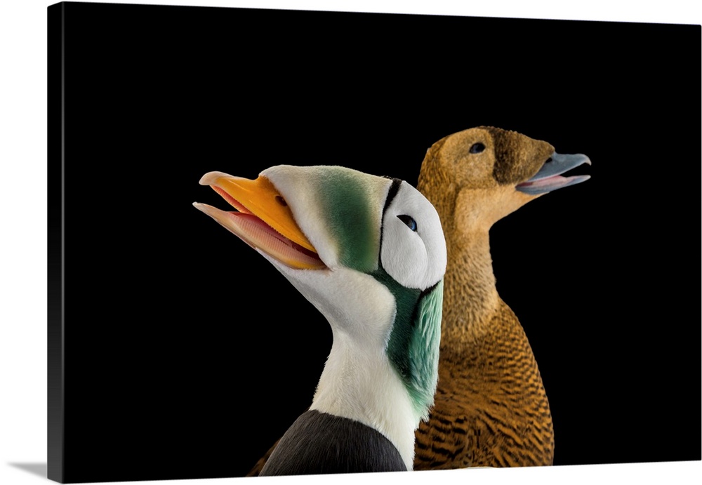 A male and a female spectacled eider duck, Somateria fischeri, at the Alaska SeaLife Center