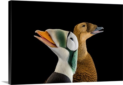 Male and female Eider duck