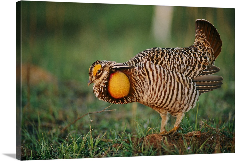 Male greater prairie-chicken (Tympanichus Cupido) on booming ground.