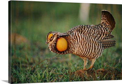 Male greater prairie-chicken (Tympanichus Cupido) on booming ground