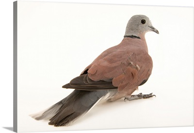 Male red turtle dove, Streptopelia tranquebarica humilis, from a private collection