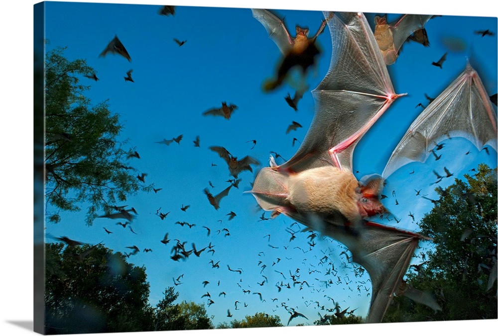 Mexican free-tailed bats fleeing Eckert James River Bat Cave Preserve.