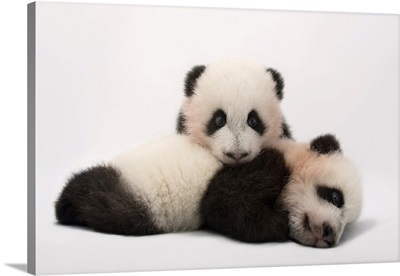 Mei Lun And Mei Huan, The Twin Giant Panda Cubs At Zoo Atlanta