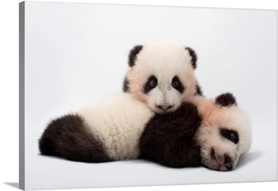 Mei Lun And Mei Huan, Twin Giant Panda Cubs, Ailuropoda Melanoleuca, At Zoo Atlanta