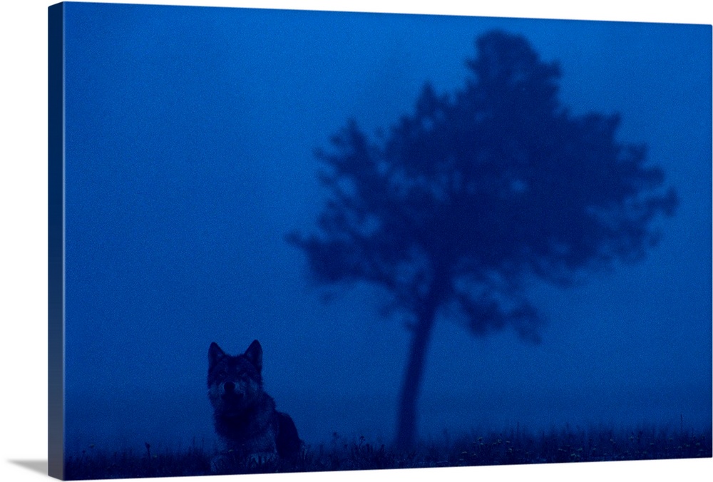 National Geographic photograph of a wild gray wolf in the dark mists at Yellowstone National Park in in Wyoming.