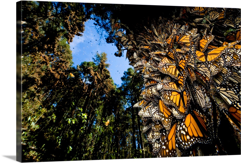 Monarch butterflies cover every inch of a tree in Sierra Chincua.