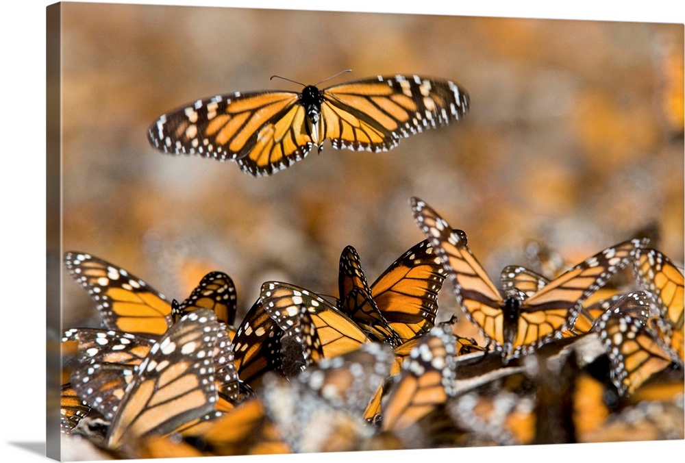 Monarch butterflies in the Sierra Chincua sanctuary.