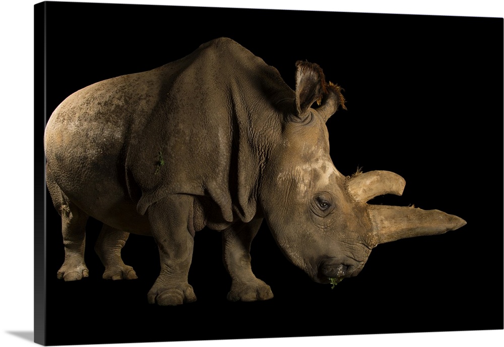 Nabire, a Northern white rhinoceros, Ceratotherium simum cottoni, was one of the last five northern white rhinos left on E...