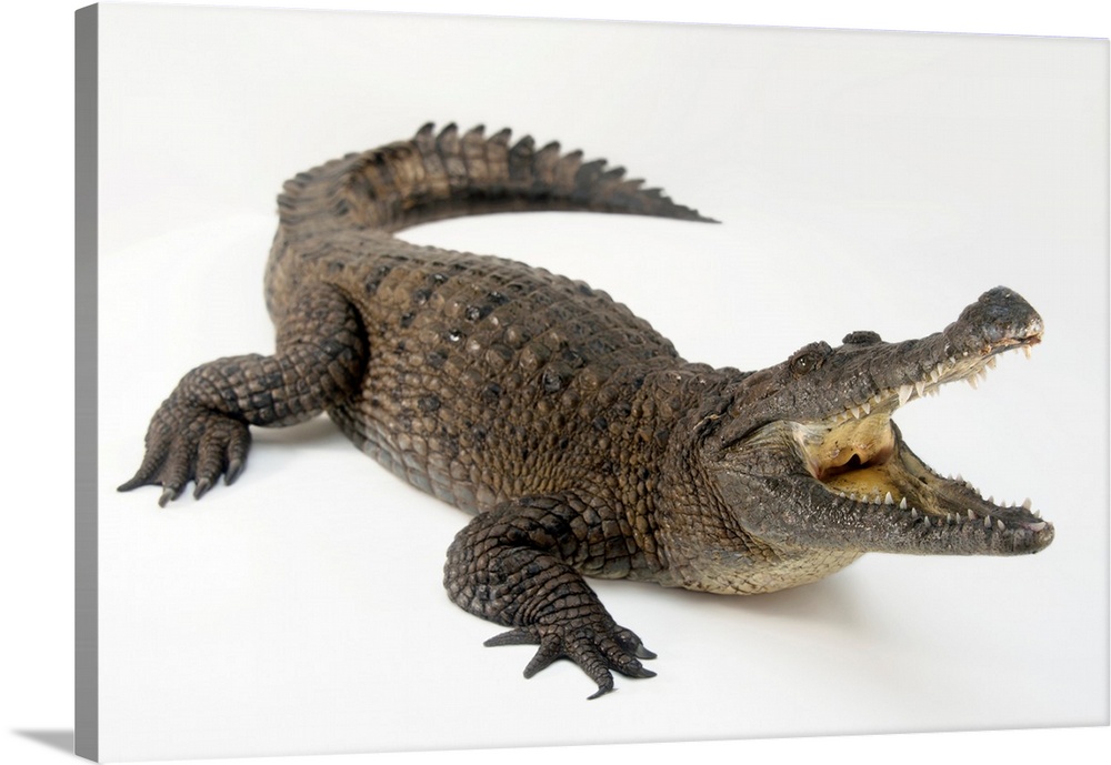 New Guinea crocodile, Crocodylus novaeguineae, at the Saint Augustine Alligator Farm Zoological Park.