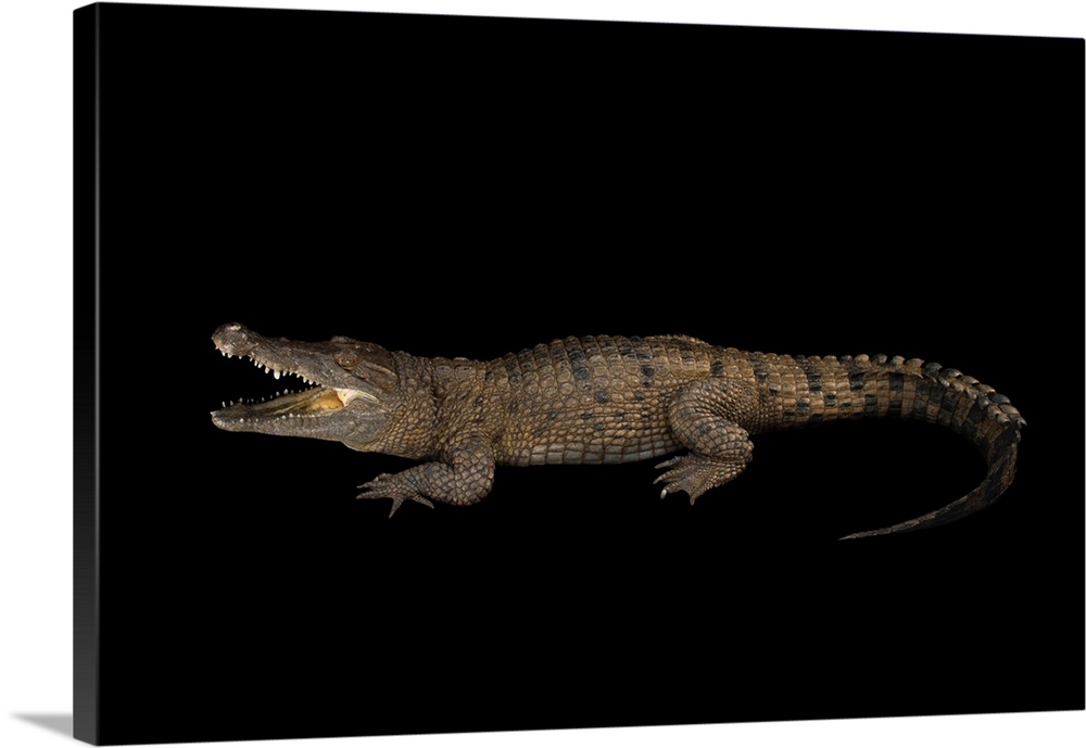 New Guinea crocodile, Crocodylus novaeguineae, at the Saint Augustine Alligator Farm Zoological Park.