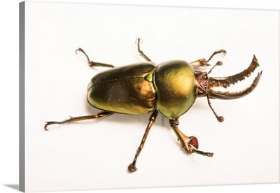 New Guinea Stag Beetle, Lamprima Adolphinae, At The Houston Zoo