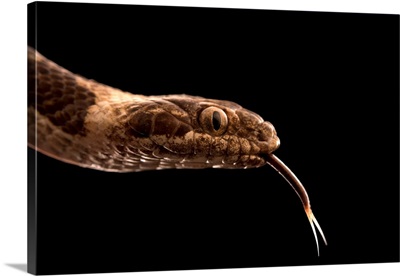 Night Snake, Hypsiglena Ochrorhyncha, At The Arizona Sonora Desert Museum