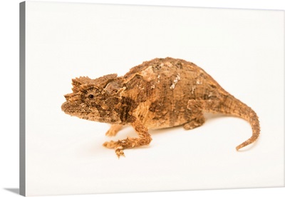 Northern Leaf Chameleon, Brookesia Ebenaui, From A Private Collection