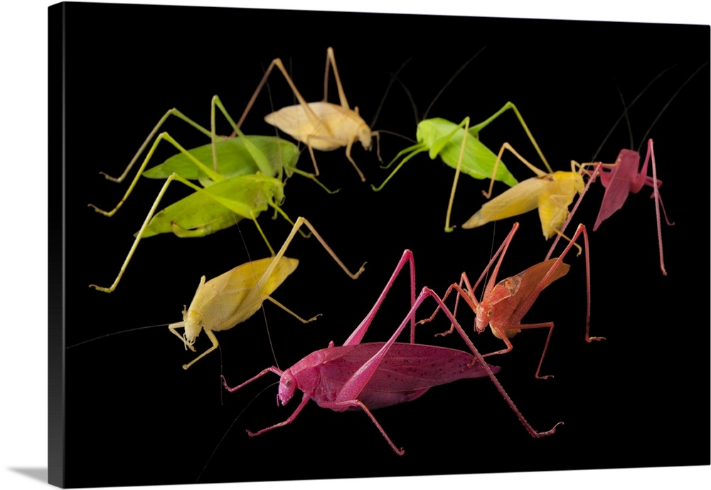 Oblong-winged katydids (Amblycorypha oblongifolia) at the Insectarium in New Orleans. These color variants are found in na...