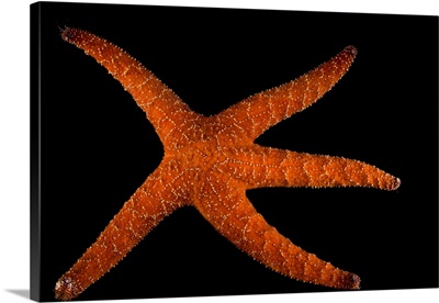 Ochre Sea Star, Pisaster Ochraceus, At Aquarium Of The Pacific