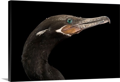 Olivaceous Cormorant, Phalacrocorax Olivaceous, At The National Aviary Of Colombia