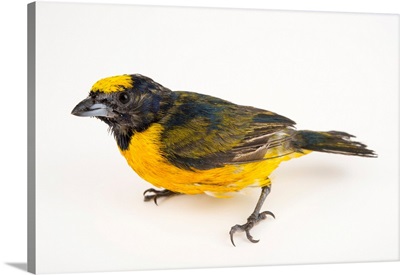 Orange Crowned Euphonia, Euphonia Saturata, At The National Aviary Of Colombia