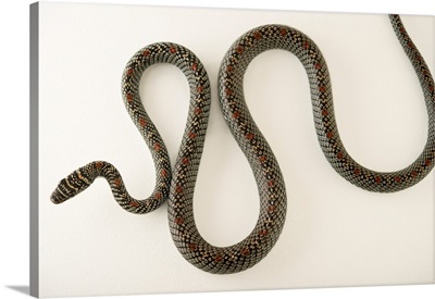Ornate Flying Snake, Chrysopelea Ornate, At The Assam State Zoo