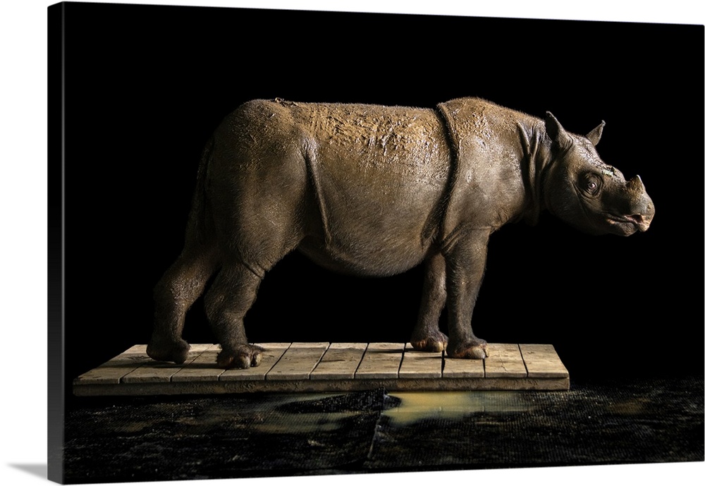 Pahu, The Bornean Rhinoceros At The Sumatran Rhino Rescue Center, Indonesia  Wall Art, Canvas Prints, Framed Prints, Wall Peels