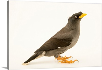 Pale bellied myna, Acridotheres cinereus, at the Plzen Zoo