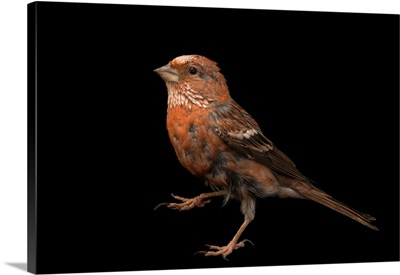 Pallas's rosefinch, Carpodacus roseus, from a private collection