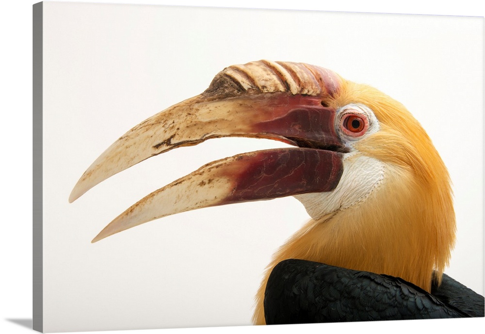 Papuan hornbill, Rhyticeros plicatus.