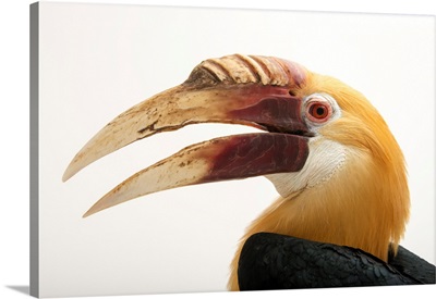 Papuan hornbill, Rhyticeros plicatus, from a private collection