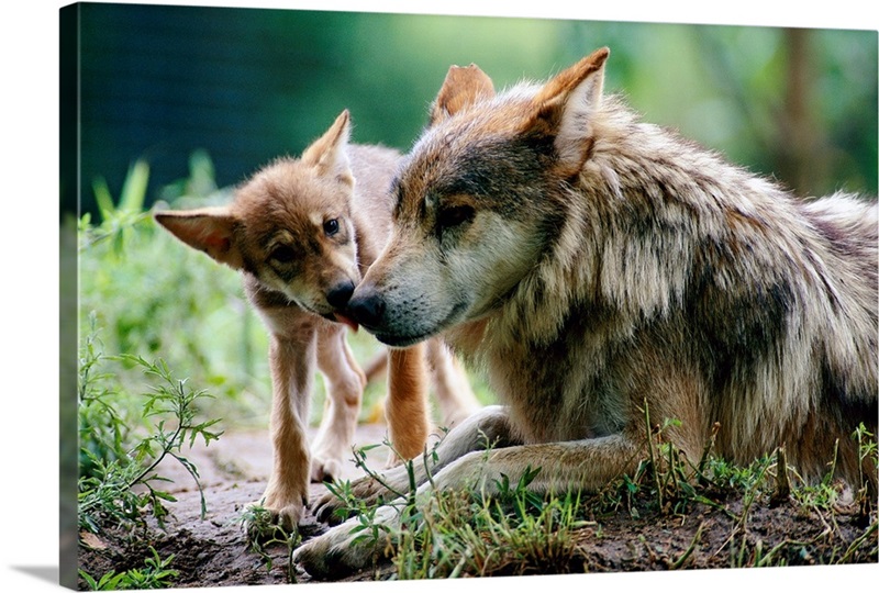 Parent and pup of captive Mexican gray wolves, Wichita, Kansas Great