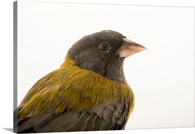Patagonian sierra finch, Phrygilus patagonicus, from a private collection