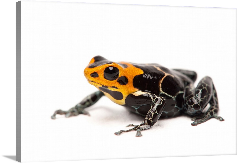 Phantasmal poison dart frog, Dendrobates fantasticus.