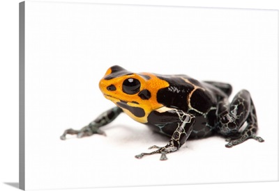 Phantasmal poison dart frog, Dendrobates fantasticus