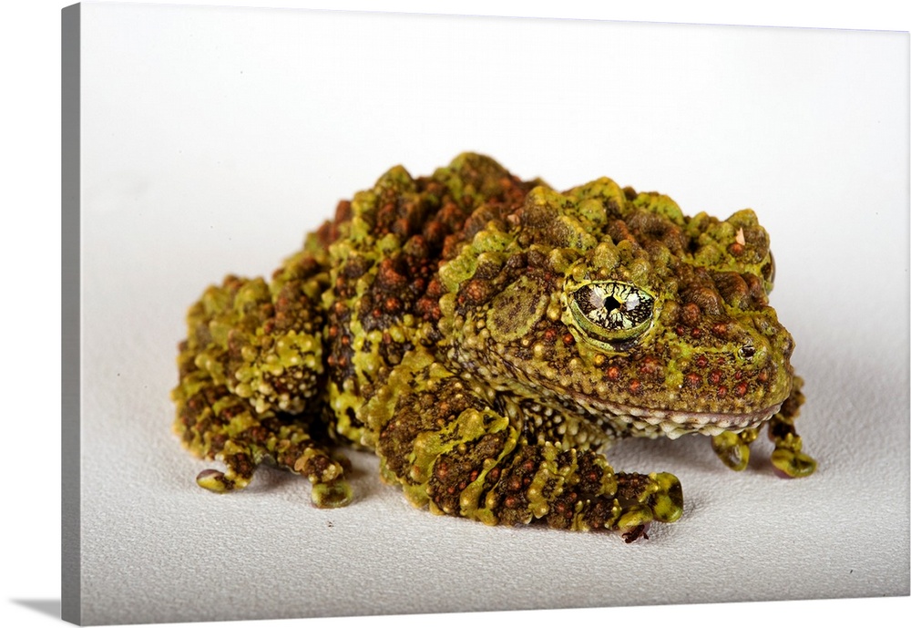 A pied mossy frog, Theloderma corticale.