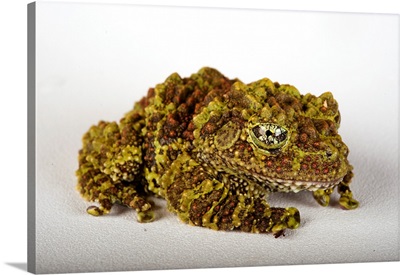 Pied Mossy Frog
