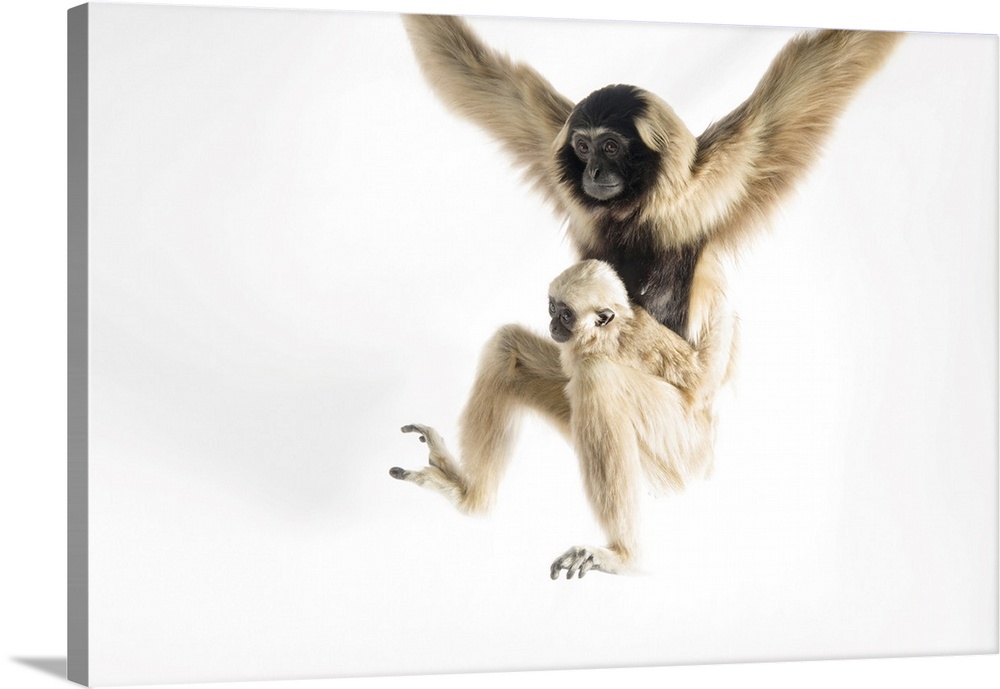 An endangered pileated gibbon with her eight-month-old infant (Hylobates pileatus) at the Gibbon Conservation Center