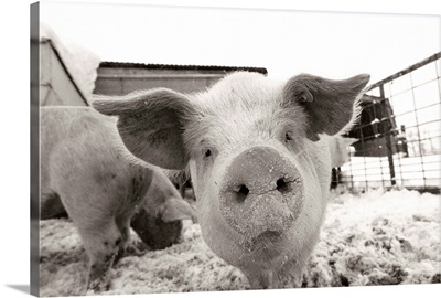 Portrait of a young pig in a snow dusted animal pen