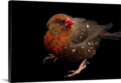 Red avadavat, red munia or strawberry finch from a private collection