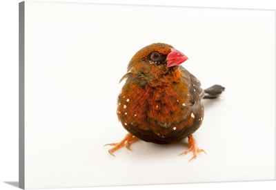 Red avadavat, red munia or strawberry finch from a private collection